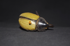 Dynastes ecuatorianus