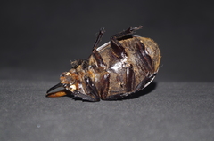 Dynastes ecuatorianus