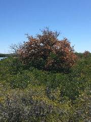 Xylocarpus moluccensis