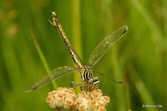 Ceratogomphus pictus