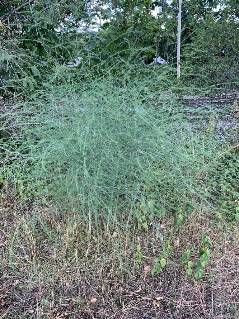 Asparagus fern foliage in summer growth