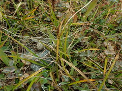 Carex edura