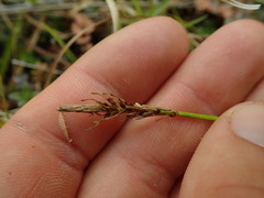Carex edura