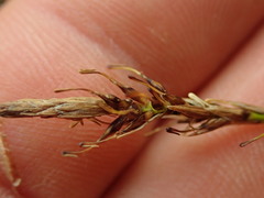 Carex edura
