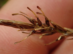 Carex edura