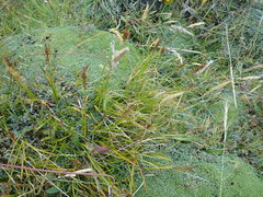 Carex edura