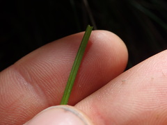 Carex horizontalis