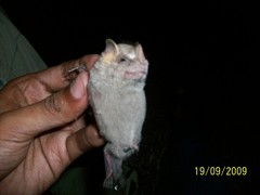 Chiroderma villosum