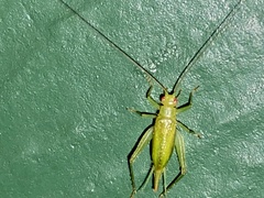 Cyrtoxipha columbiana