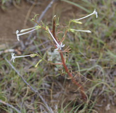 Ipomopsis aggregata candida