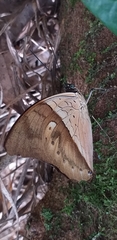 Archaeoprepona amphimachus
