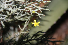 Ranunculus arizonicus