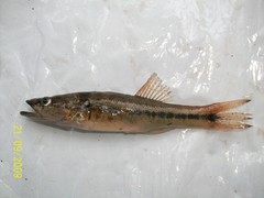 Gobiomorus maculatus