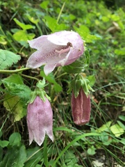 Campanula punctata