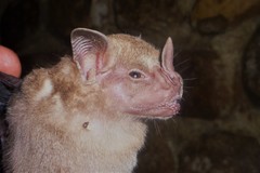 Artibeus jamaicensis