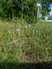 Liatris cymosa