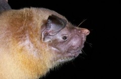 Noctilio albiventris