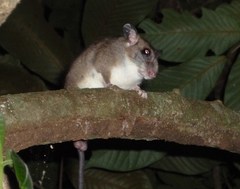 Ototylomys phyllotis