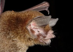 Pteronotus mesoamericanus