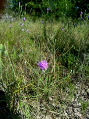 Liatris cymosa