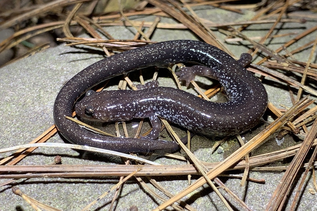 Shenandoah Mountain Salamander