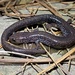 Salamandra de Shenandoah Mountain - Photo (c) Ty Smith, algunos derechos reservados (CC BY-NC), subido por Ty Smith