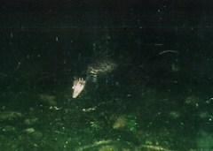 Didelphis marsupialis