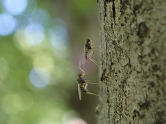 Dactylomyia lateralis