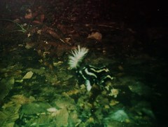 Spilogale angustifrons