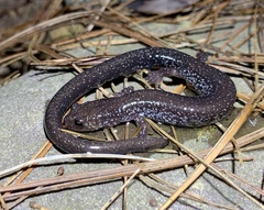 Plethodon virginia