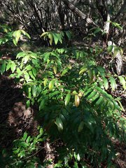 Glochidion billardierei