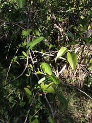 Ximenia americana