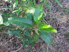 Alstonia balansae