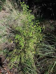 Denhamia fournieri