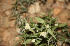 Gomphrena sonorae