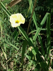 Ipomoea ochracea