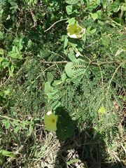 Ipomoea ochracea