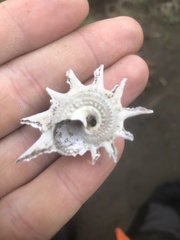 Astraea heliotropium