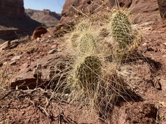 Opuntia polyacantha erinacea