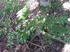 Ventilago neocaledonica