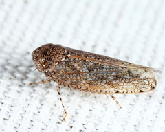 Paraphlepsius irroratus