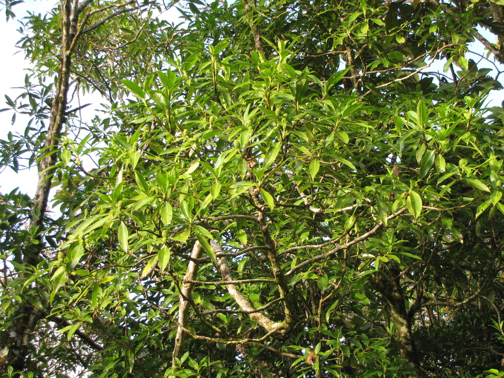 Hedyosmum mexicanum in March 2009 by Francisco Jose Gomez Marin ...