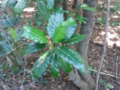 Alstonia balansae