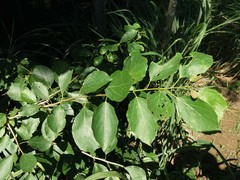 Cordia dichotoma