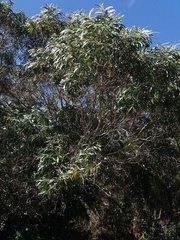 Acacia spirorbis