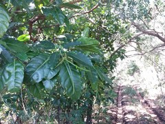 Alstonia balansae