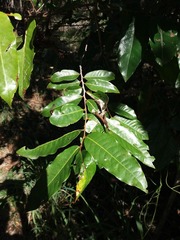 Glochidion billardierei