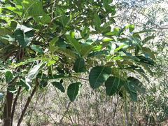 Alstonia balansae