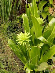 Eucomis bicolor