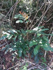 Podonephelium davidsonii